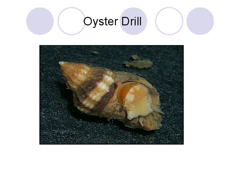 Oyster Drill 