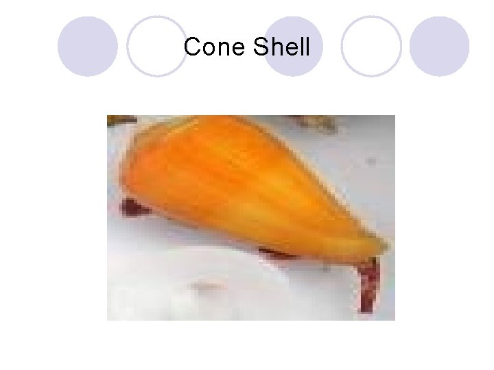 Cone Shell 