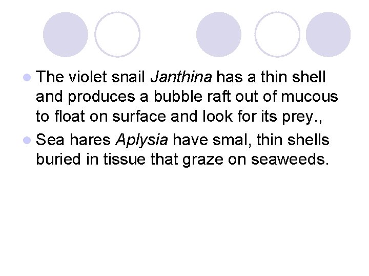 l The violet snail Janthina has a thin shell and produces a bubble raft