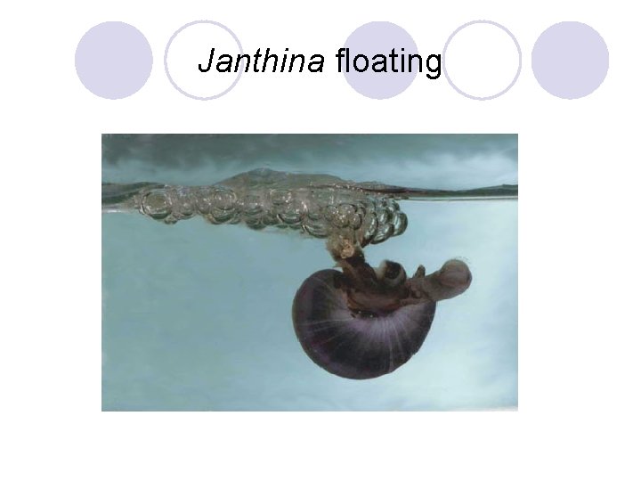 Janthina floating 