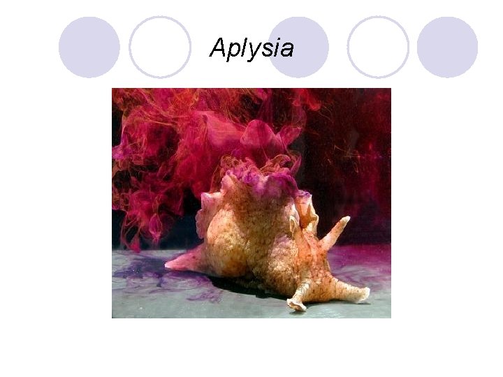 Aplysia 