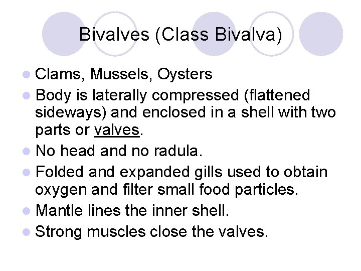 Bivalves (Class Bivalva) l Clams, Mussels, Oysters l Body is laterally compressed (flattened sideways)