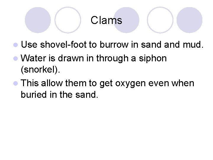 Clams l Use shovel-foot to burrow in sand mud. l Water is drawn in