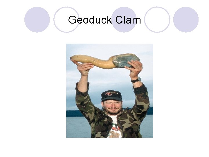 Geoduck Clam 