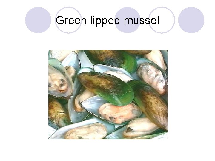 Green lipped mussel 