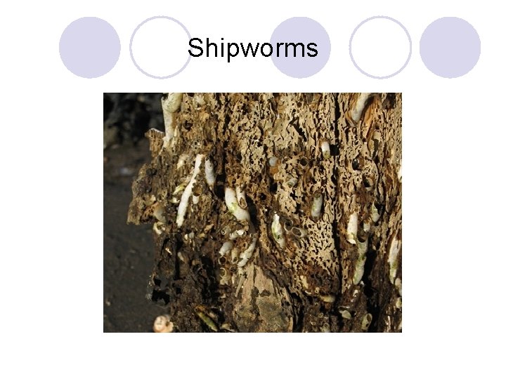 Shipworms 