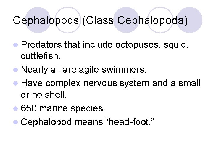 Cephalopods (Class Cephalopoda) l Predators that include octopuses, squid, cuttlefish. l Nearly all are