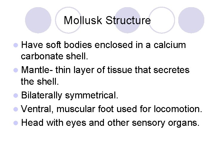 Mollusk Structure l Have soft bodies enclosed in a calcium carbonate shell. l Mantle-