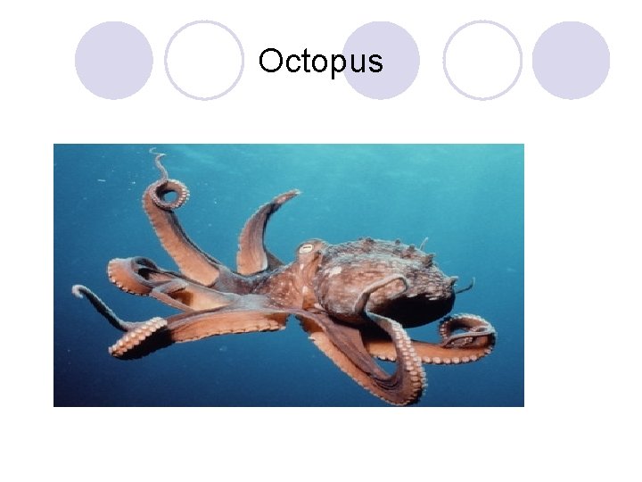 Octopus 