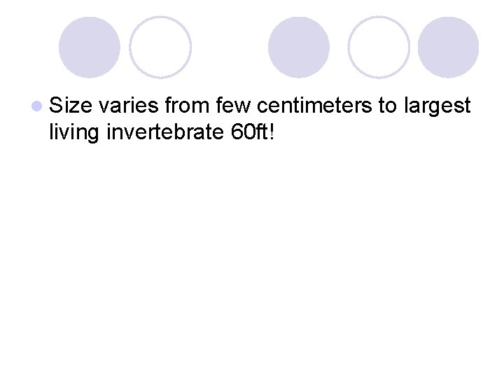 l Size varies from few centimeters to largest living invertebrate 60 ft! 