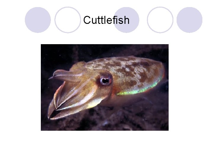 Cuttlefish 