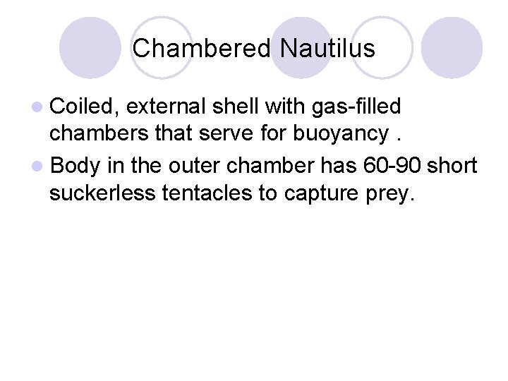 Chambered Nautilus l Coiled, external shell with gas-filled chambers that serve for buoyancy. l