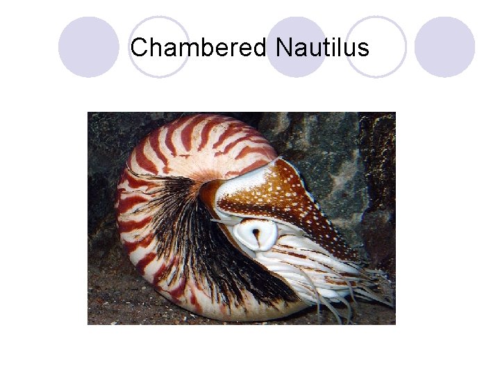 Chambered Nautilus 