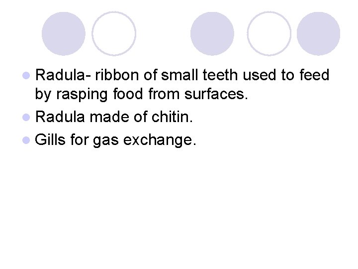 l Radula- ribbon of small teeth used to feed by rasping food from surfaces.