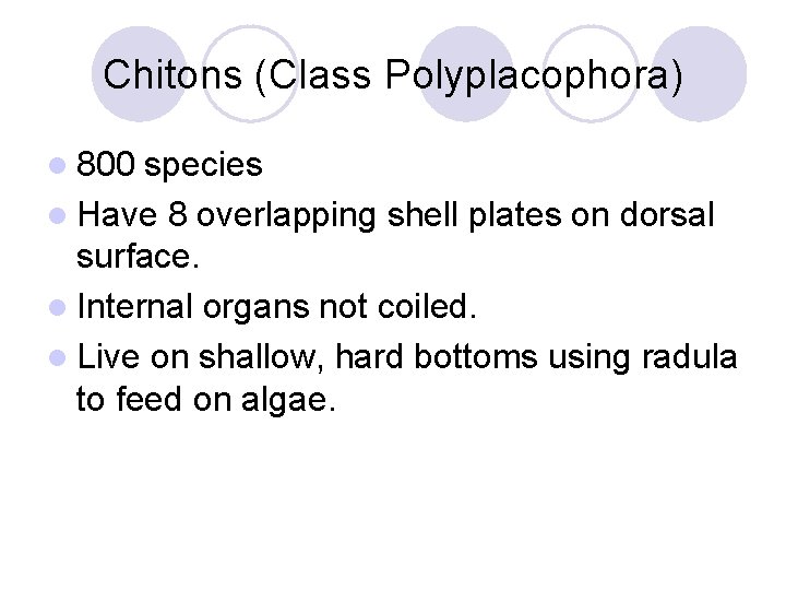 Chitons (Class Polyplacophora) l 800 species l Have 8 overlapping shell plates on dorsal