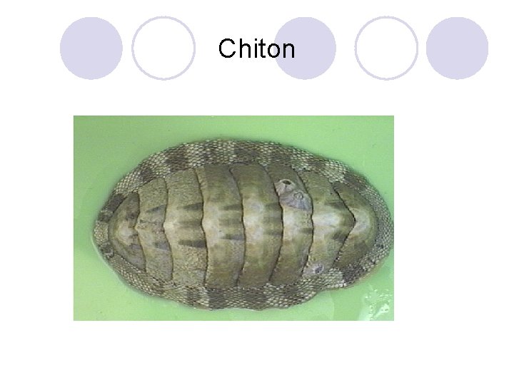 Chiton 