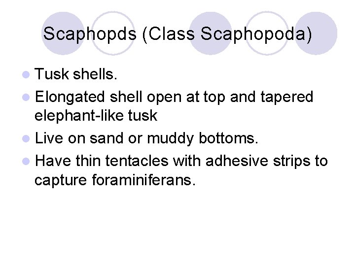 Scaphopds (Class Scaphopoda) l Tusk shells. l Elongated shell open at top and tapered