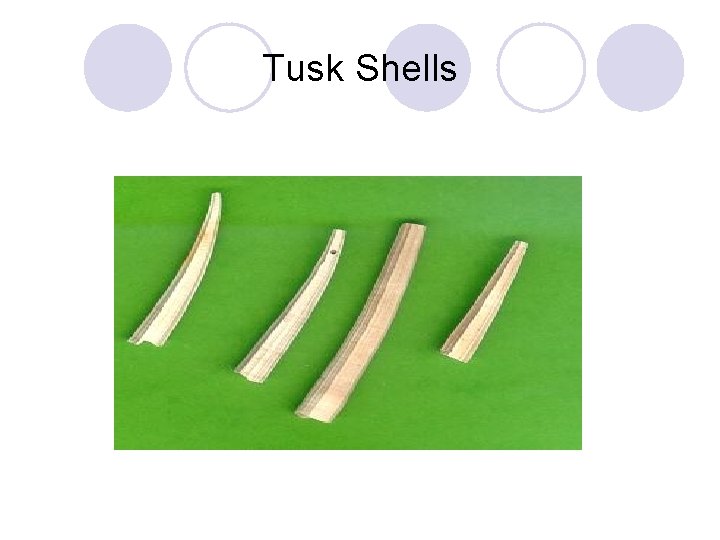 Tusk Shells 