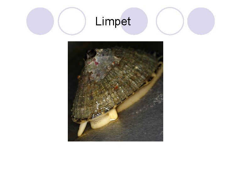 Limpet 