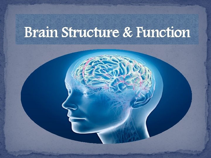 Brain Structure & Function 