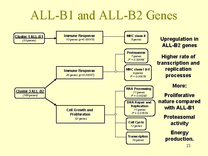 ALL-B 1 and ALL-B 2 Genes Cluster 1 ALL-B 1 (33 genes) Immune Response