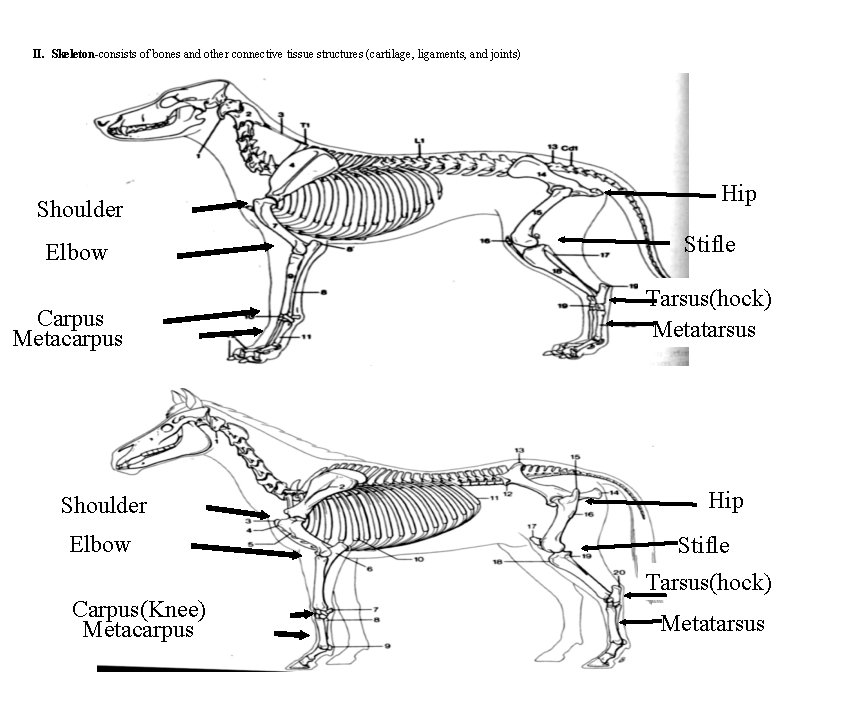 II. Skeleton-consists of bones and other connective tissue structures (cartilage, ligaments, and joints) Shoulder