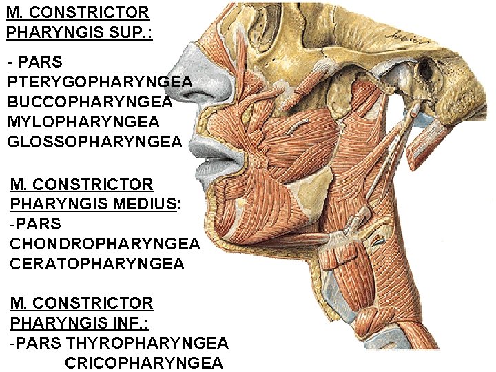 M. CONSTRICTOR PHARYNGIS SUP. : - PARS PTERYGOPHARYNGEA BUCCOPHARYNGEA MYLOPHARYNGEA GLOSSOPHARYNGEA M. CONSTRICTOR PHARYNGIS