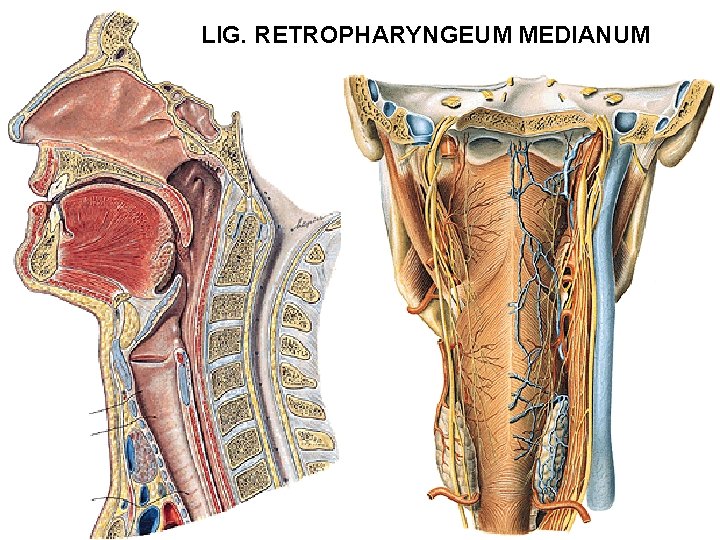 LIG. RETROPHARYNGEUM MEDIANUM 