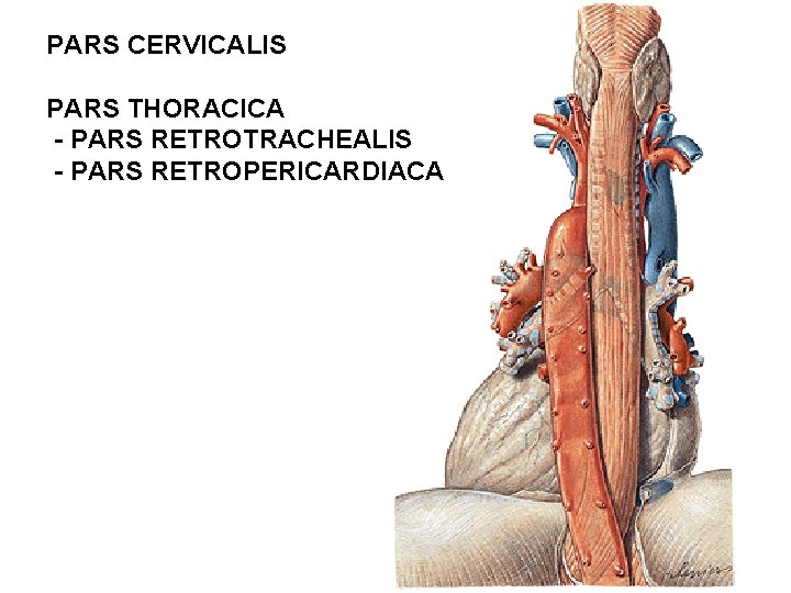 PARS CERVICALIS PARS THORACICA - PARS RETROTRACHEALIS - PARS RETROPERICARDIACA 