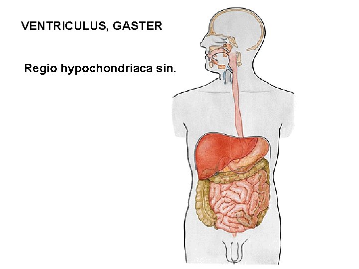 VENTRICULUS, GASTER Regio hypochondriaca sin. 