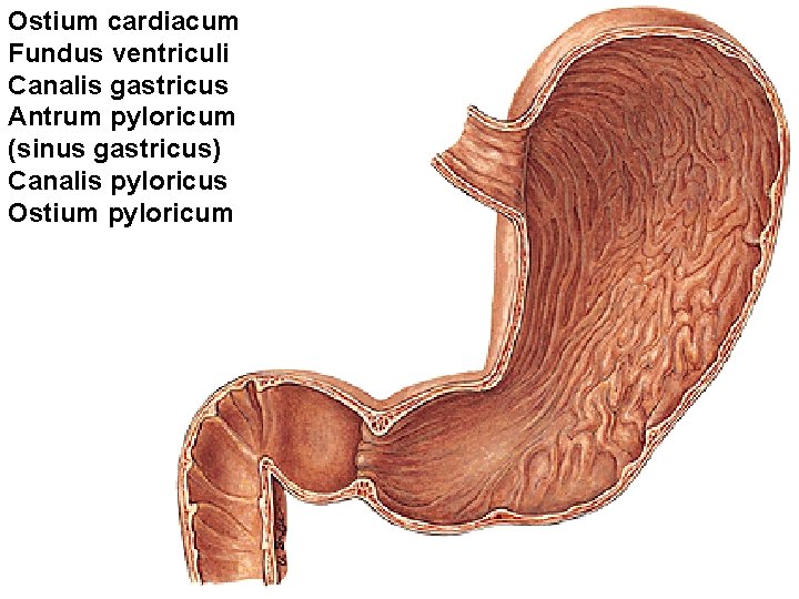 Ostium cardiacum Fundus ventriculi Canalis gastricus Antrum pyloricum (sinus gastricus) Canalis pyloricus Ostium pyloricum