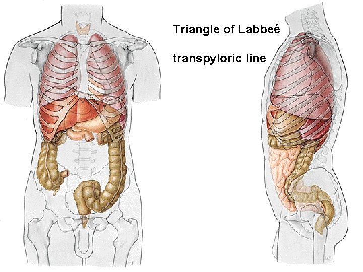Triangle of Labbeé transpyloric line 
