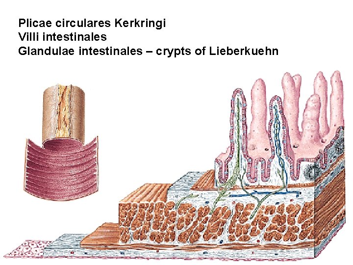 Plicae circulares Kerkringi Villi intestinales Glandulae intestinales – crypts of Lieberkuehn 