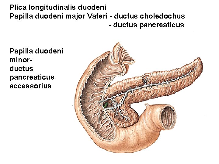 Plica longitudinalis duodeni Papilla duodeni major Vateri - ductus choledochus - ductus pancreaticus Papilla