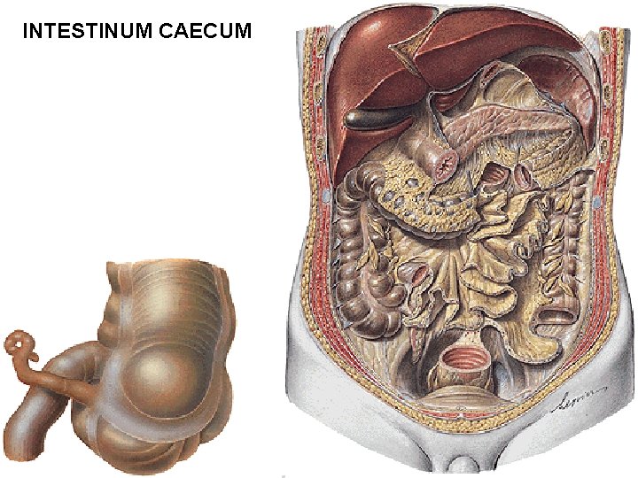 INTESTINUM CAECUM 