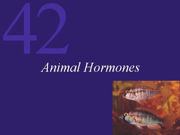 42 Animal Hormones 