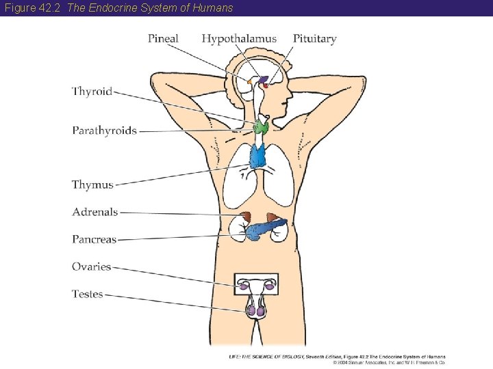Figure 42. 2 The Endocrine System of Humans 