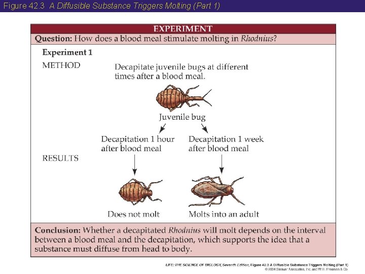 Figure 42. 3 A Diffusible Substance Triggers Molting (Part 1) 