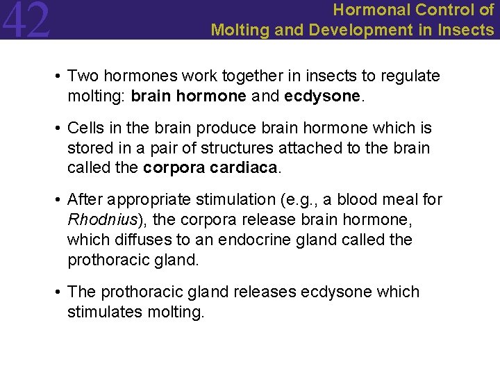 42 Hormonal Control of Molting and Development in Insects • Two hormones work together