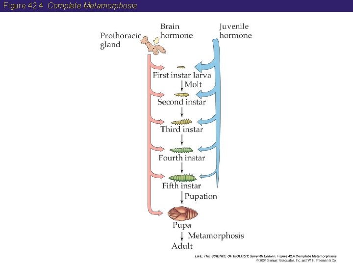 Figure 42. 4 Complete Metamorphosis 