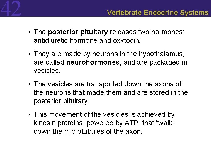 42 Vertebrate Endocrine Systems • The posterior pituitary releases two hormones: antidiuretic hormone and