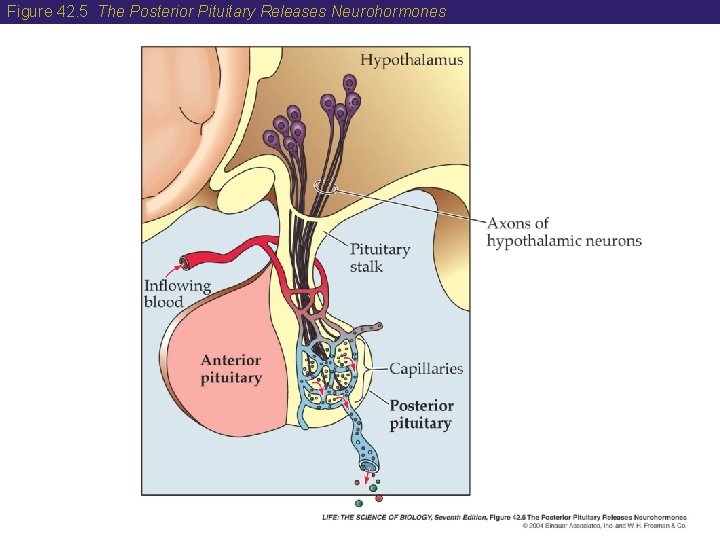 Figure 42. 5 The Posterior Pituitary Releases Neurohormones 