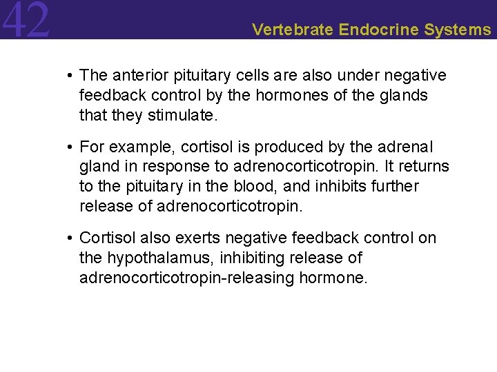 42 Vertebrate Endocrine Systems • The anterior pituitary cells are also under negative feedback