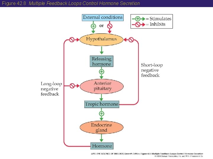 Figure 42. 8 Multiple Feedback Loops Control Hormone Secretion 