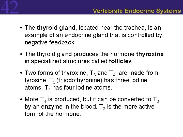 42 Vertebrate Endocrine Systems • The thyroid gland, located near the trachea, is an