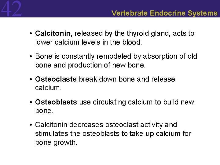 42 Vertebrate Endocrine Systems • Calcitonin, released by the thyroid gland, acts to lower