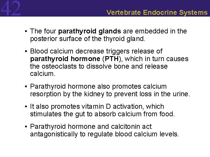 42 Vertebrate Endocrine Systems • The four parathyroid glands are embedded in the posterior