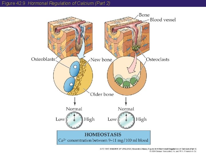 Figure 42. 9 Hormonal Regulation of Calcium (Part 2) 