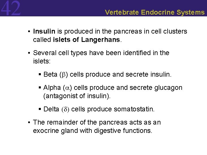 42 Vertebrate Endocrine Systems • Insulin is produced in the pancreas in cell clusters