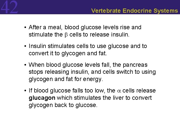 42 Vertebrate Endocrine Systems • After a meal, blood glucose levels rise and stimulate